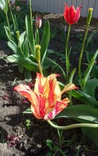 Огромный тюльпан