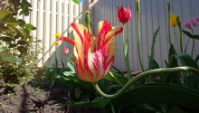 Огромный тюльпан