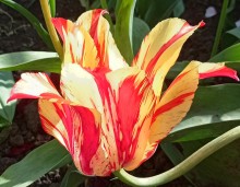 Огромный тюльпан