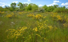 Кундрюченские леса и пески