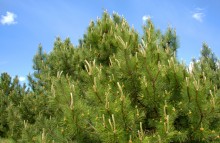 Кундрюченские леса и пески