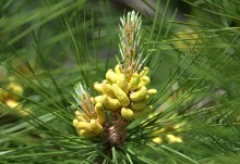 Кундрюченские леса и пески