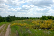 Кундрюченские леса и пески