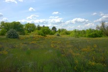 Кундрюченские леса и пески