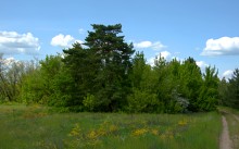 Кундрюченские леса и пески