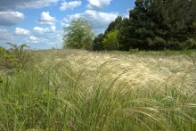 Кундрюченские леса и пески