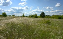 Кундрюченские леса и пески