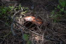 Кундрюченские леса и пески