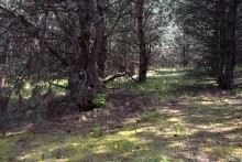 Кундрюченские леса и пески