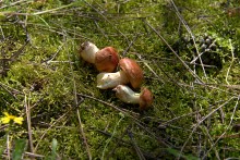 Кундрюченские леса и пески