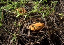 Кундрюченские леса и пески