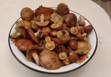 Кундрюченские леса и пески