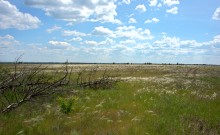 Кундрюченские леса и пески