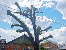 Старая тютина ожила