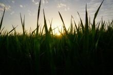 Курган Гирева могила