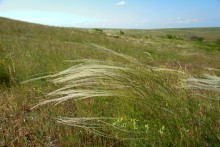 Остатки водяных мельниц в хуторе Дубовом на реке Кундрючьей