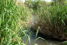 Остатки водяных мельниц в хуторе Дубовом на реке Кундрючьей
