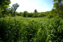 Остатки водяных мельниц в хуторе Дубовом на реке Кундрючьей