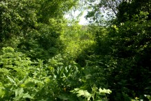 Остатки водяных мельниц в хуторе Дубовом на реке Кундрючьей