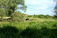 Остатки водяных мельниц в хуторе Дубовом на реке Кундрючьей
