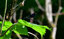 Остатки водяных мельниц в хуторе Дубовом на реке Кундрючьей