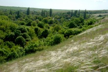 Остатки водяных мельниц в хуторе Дубовом на реке Кундрючьей