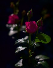 Ночная роза