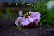 Пион в грязи