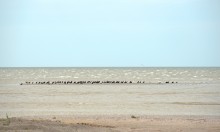 Путешествие по берегу Меотиды от Шабельского, Сазальницкой косы и маяка, через Новомаргаритово к Чумбур косе.