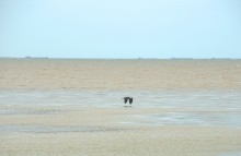 Путешествие по берегу Меотиды от Шабельского, Сазальницкой косы и маяка, через Новомаргаритово к Чумбур косе.