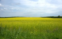 Путешествие по берегу Меотиды от Шабельского, Сазальницкой косы и маяка, через Новомаргаритово к Чумбур косе.