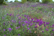 Путешествие по берегу Меотиды от Шабельского, Сазальницкой косы и маяка, через Новомаргаритово к Чумбур косе.