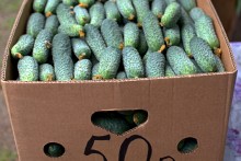 День огурца в станице Багаевской