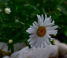 Цветы после бури