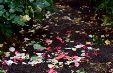 Цветы после бури