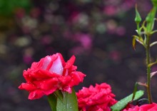 Цветы после бури