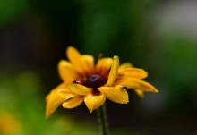 Цветы после бури