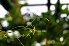 Цветы после бури