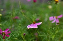 Цветы после бури