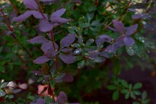 Цветы после бури