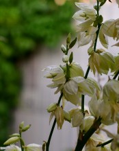 Цветы после бури