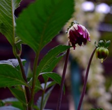 Цветы после бури