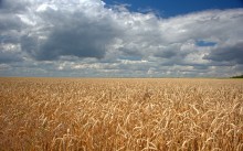 Поле у хутора Кременного