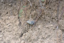 Памятник каменного века Бирючья балка