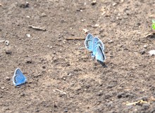 Балка Сухая Кугульта в Сальских степях, в очень дождливом июле