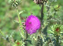 Балка Сухая Кугульта в Сальских степях, в очень дождливом июле