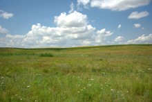 Балка Сухая Кугульта в Сальских степях, в очень дождливом июле