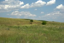 Балка Сухая Кугульта в Сальских степях, в очень дождливом июле