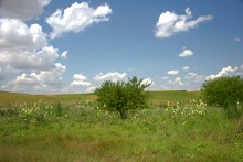 Балка Сухая Кугульта в Сальских степях, в очень дождливом июле