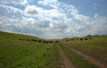 Балка Сухая Кугульта в Сальских степях, в очень дождливом июле